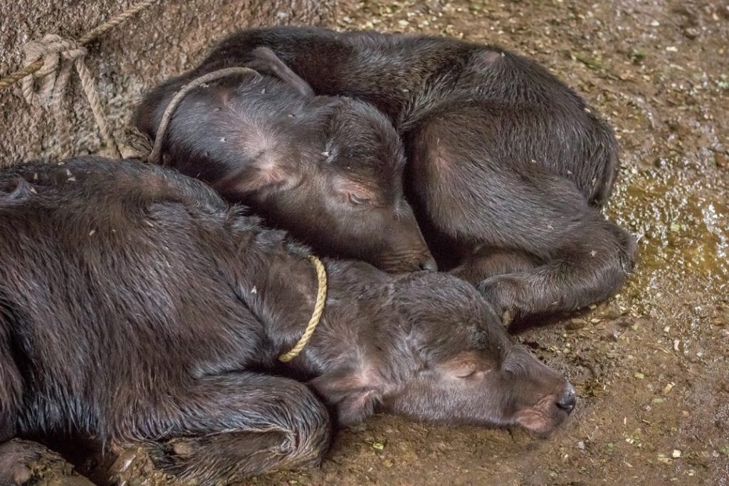 abandoned male calves