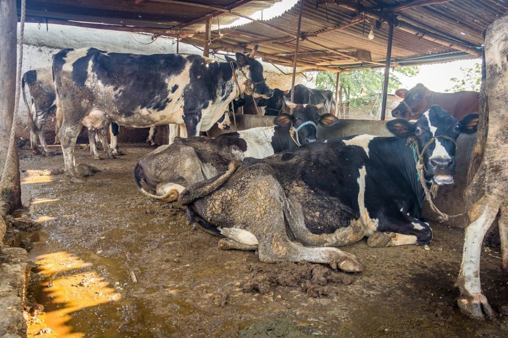 confined cows