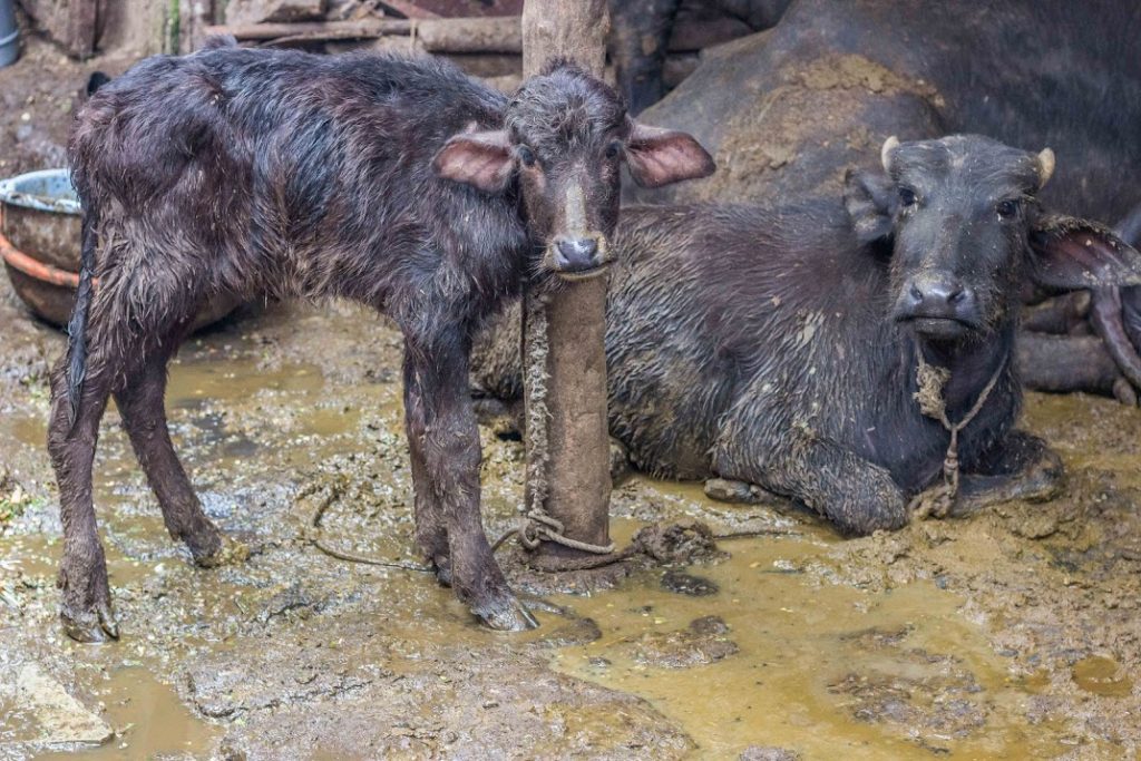 cows forced to live in terrible conditions