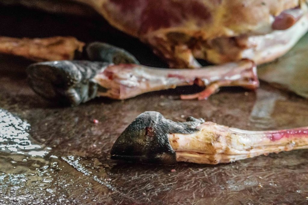 severed hooves