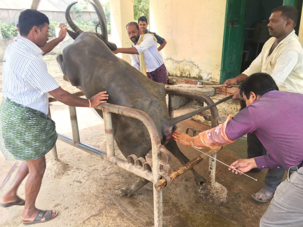 buffalo forced impregnation